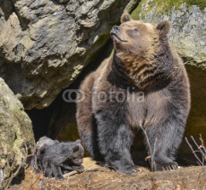 Naklejki brown bear - female
