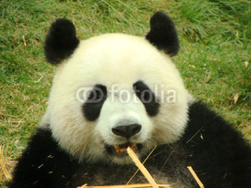 Naklejki Portrait of giant panda bear eating bamboo, China