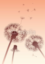 Naklejki vector dandelions in sepia with flying seeds