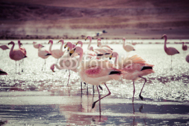 Naklejki Flamingos on lake in Andes, the southern part of Bolivia