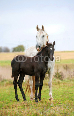 White mare with black foal standing on pasture in autumn