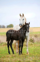 Naklejki White mare with black foal standing on pasture in autumn