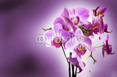 Violet orchid on purple bokeh background