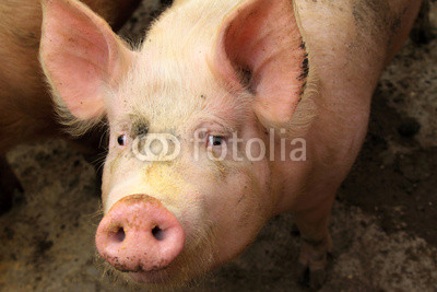 live pigs in a farm, north china