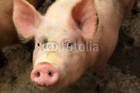 Obrazy i plakaty live pigs in a farm, north china