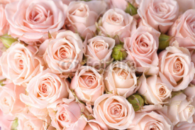 Naklejki Bright pink roses background