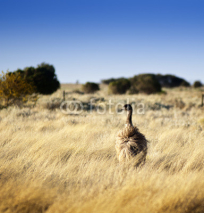 Fototapety Wild Emu