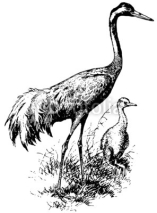 Naklejki Bird Eurasian Crane
