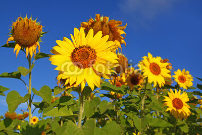 Sunflower on the field
