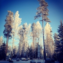 Fototapety winter forest in sunny day