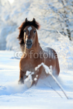 Naklejki Bay horse running in winter