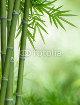 Naklejki bamboo tree with leaves