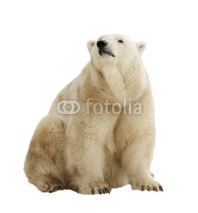 Naklejki  polar bear. Isolated over white