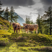 Fototapety bovini al pascolo in alta montagna