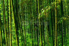 Obrazy i plakaty Phyllostachys bambusoides, Poaceae, edible, Japan