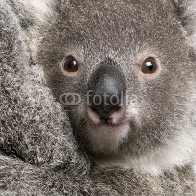 Close-up of Koala bear, Phascolarctos cinereus, 9 months old