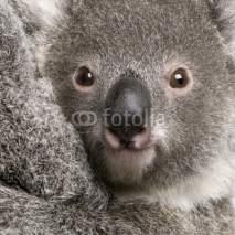 Fototapety Close-up of Koala bear, Phascolarctos cinereus, 9 months old