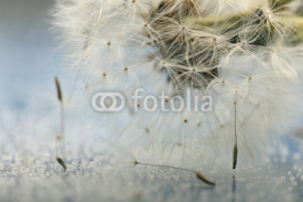 Fototapety dandelion seeds macro