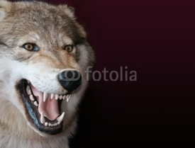 Fototapety wolf