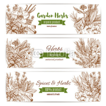 Spice and garden herbs sketch banner set