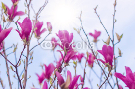Naklejki Magnolia tree blossom