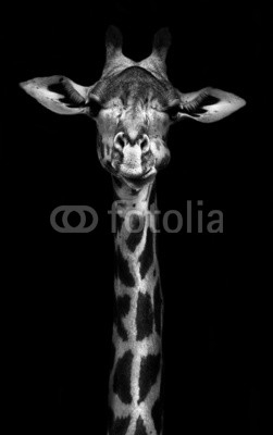 Giraffe in Black and White