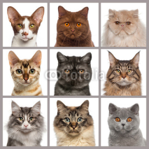Fototapety Nine cat heads looking at the camera