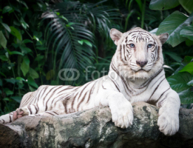 Naklejki White bengal tiger