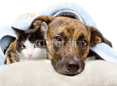 sad dog and cat lying on a pillow under a blanket. isolated 