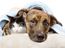 Fototapety sad dog and cat lying on a pillow under a blanket. isolated 