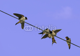 Naklejki Young swallows being fed - hirundo rustica