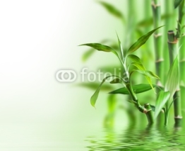 Fototapety Bambus im Wasser