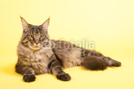 Fototapety Maine coon cat on pastel yellow