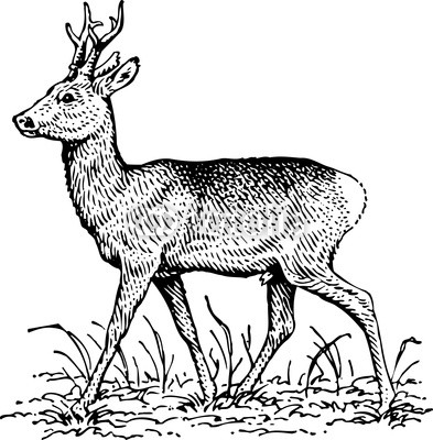 Deer standinfon the grass