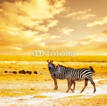 Fototapety African wild zebras