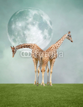 Obrazy i plakaty Two giraffes