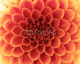 Fototapety Abstract flower