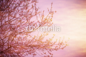 Fototapety Blooming tree over sunset