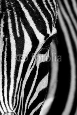 Face of the Zebra