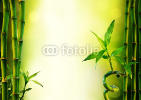Fototapety background with bamboo for spa treatment - olive green