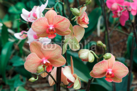 Fototapety Colored Orchid