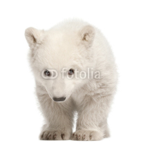 Obrazy i plakaty Polar bear cub, Ursus maritimus, 3 months old, standing