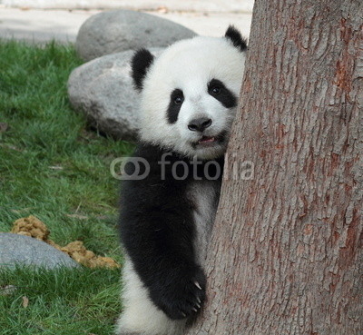 The panda cub hide peek behind the tree