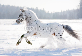 Fototapety appaloosa pony runs free through the winter field