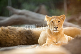 Naklejki Beautiful young lion