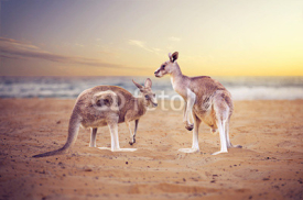 Fototapety Kangaroos