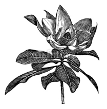 Naklejki Southern magnolia or Magnolia grandiflora vintage engraving