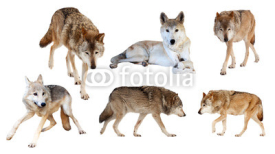 Fototapety wolves  on white background