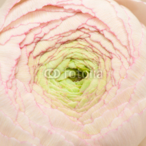 Naklejki pale pink ranunculus isolated on white