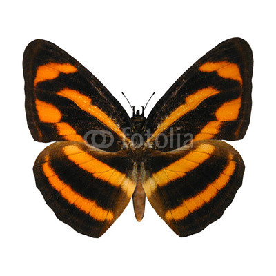 Burmese Lascar Butterfly